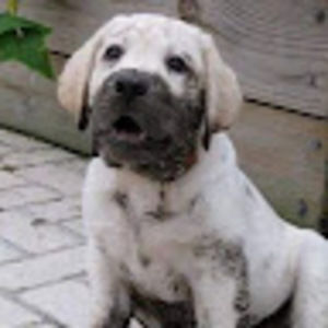 Meet your Posher, Devon